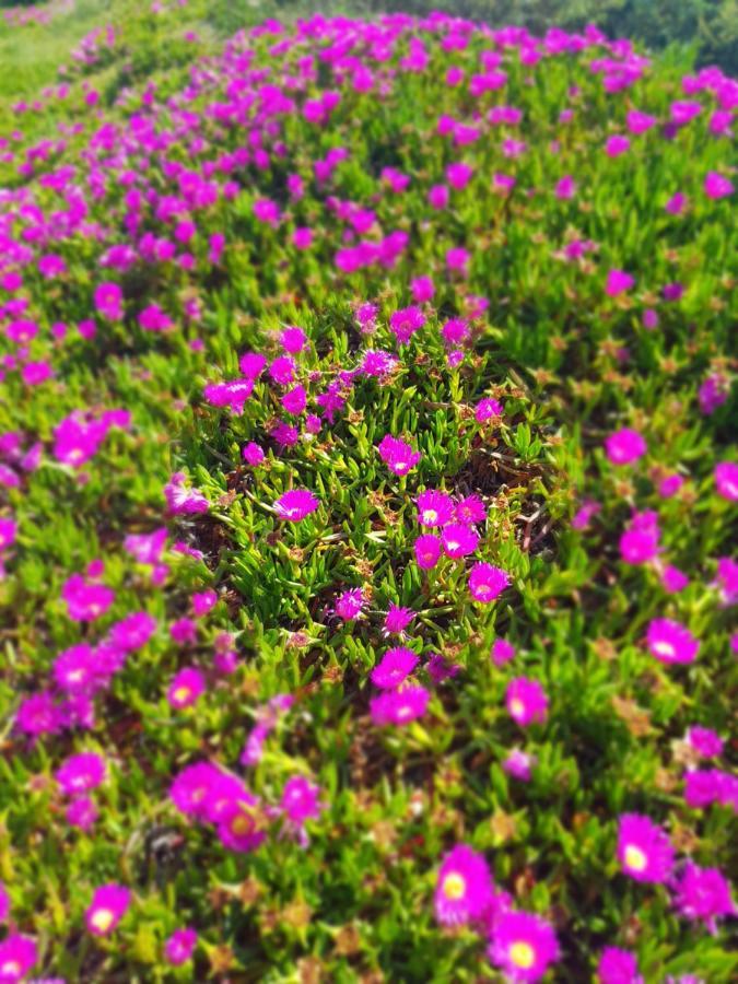 La Rose Des Sables, T2 A La Mer, Terrasse Et Garage Frontignan Kültér fotó