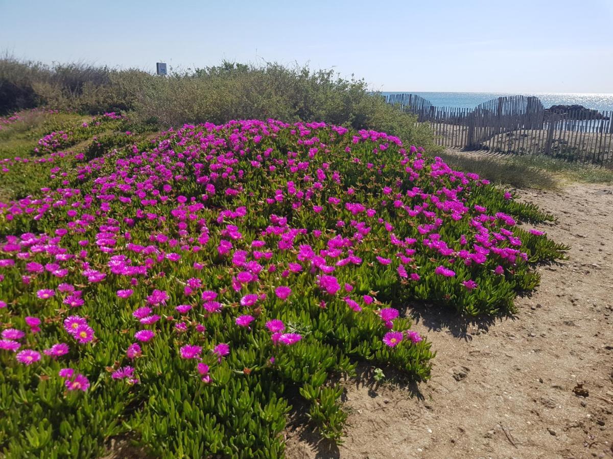 La Rose Des Sables, T2 A La Mer, Terrasse Et Garage Frontignan Kültér fotó